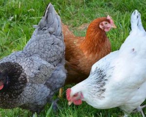 Fresh & Very Active Local/Agric Chickens for Sale!