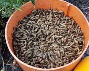 Live Black Soldier fly larvae BSF