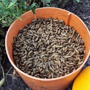 Live Black Soldier fly larvae BSF