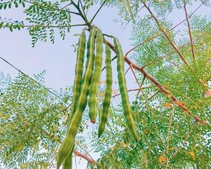 Moringa oleifera (The Miracle Tree)-- Seeds, seedlings, young plants, and leaves