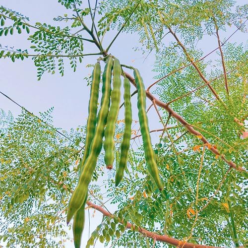Moringa oleifera (The Miracle Tree)-- Seeds, seedlings, young plants, and leaves