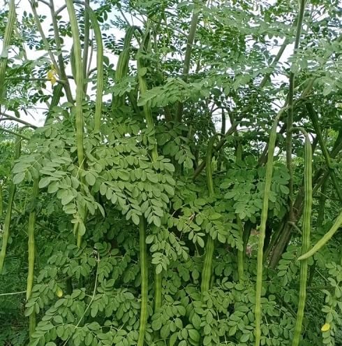 Moringa oleifera (The Miracle Tree)-- Seeds, seedlings, young plants, and leaves - Image 3