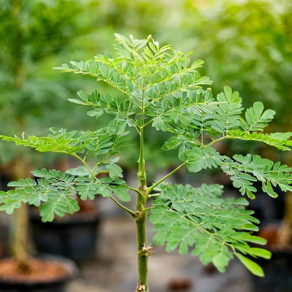 Moringa oleifera (The Miracle Tree)-- Seeds, seedlings, young plants, and leaves - Image 4