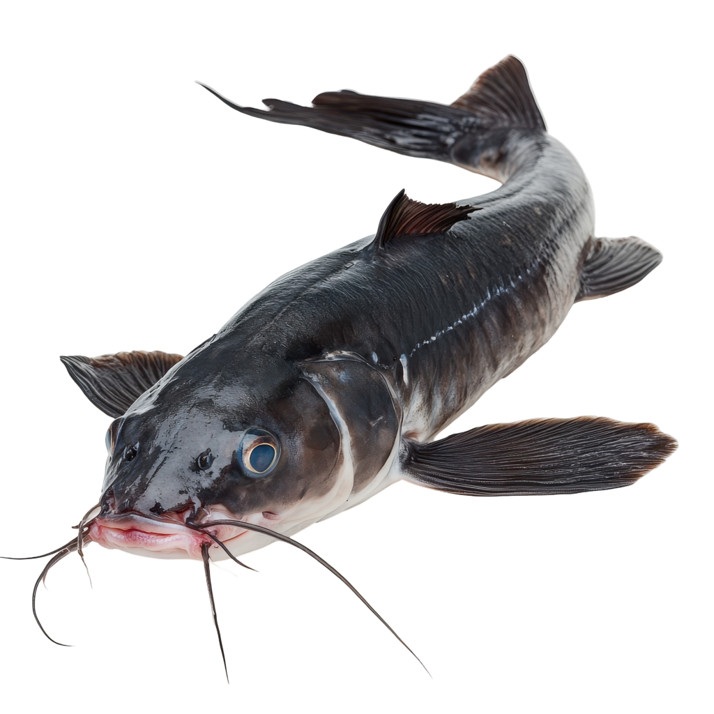 Catfish Fries, Ijebu, Fingerlings, Juveniles, Post Juveniles ,Jumbo, Broodstock(Clarias spp | Heteroclarias spp)