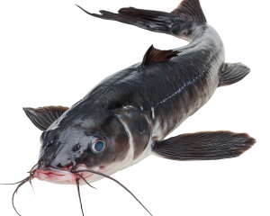 Catfish Fries, Ijebu, Fingerlings, Juveniles, Post Juveniles ,Jumbo, Broodstock(Clarias spp | Heteroclarias spp)