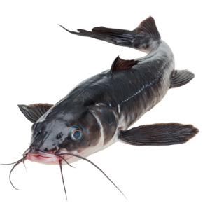 Catfish Fries, Ijebu, Fingerlings, Juveniles, Post Juveniles ,Jumbo, Broodstock(Clarias spp | Heteroclarias spp)