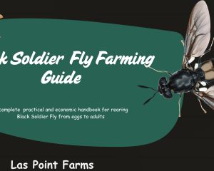 Black Soldier Fly farming handbook