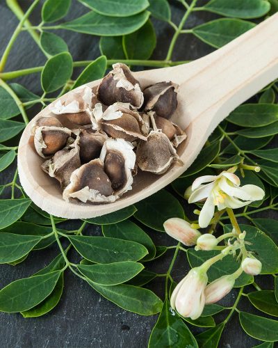 Moringa_Tree_6