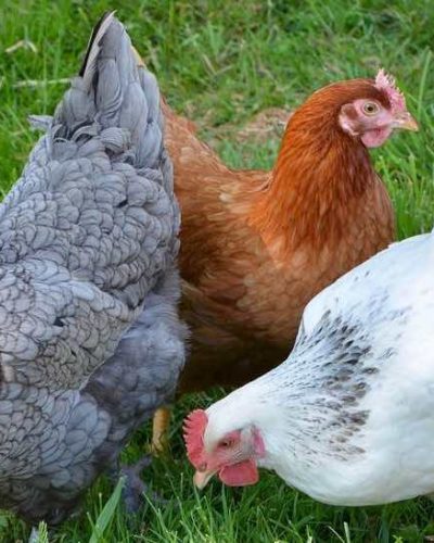 chickens-foraging