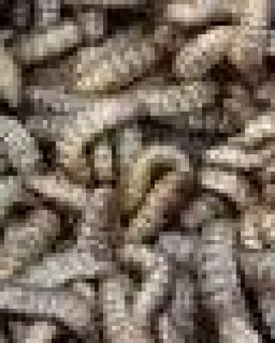 cropped-images-4.jpeg